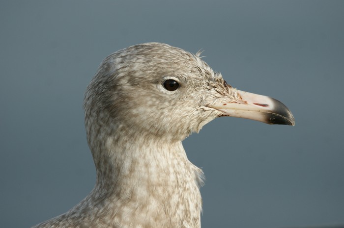 Glaucous Gull