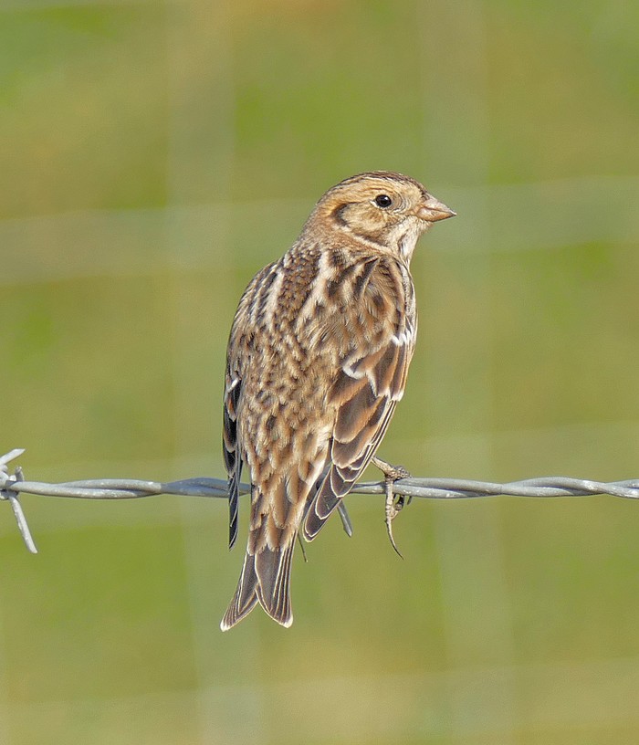 Lapland Bunting