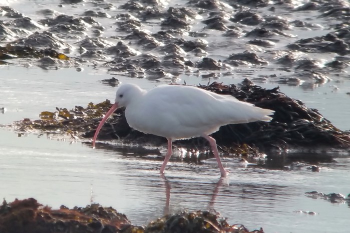 Curlew