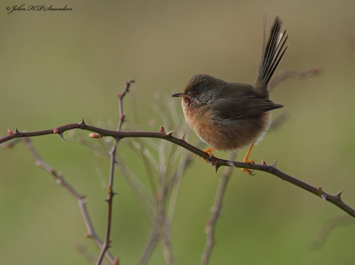 Dartford Warbler