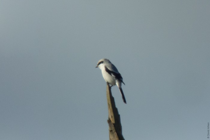 Great Grey Shrike