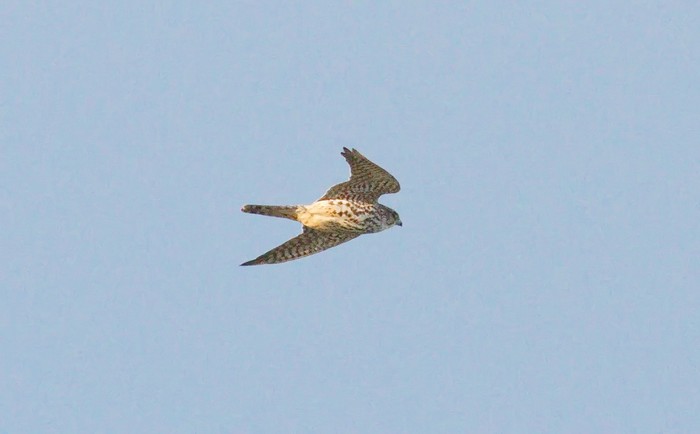 Merlin