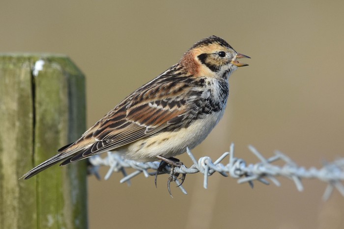 Lapland Bunting