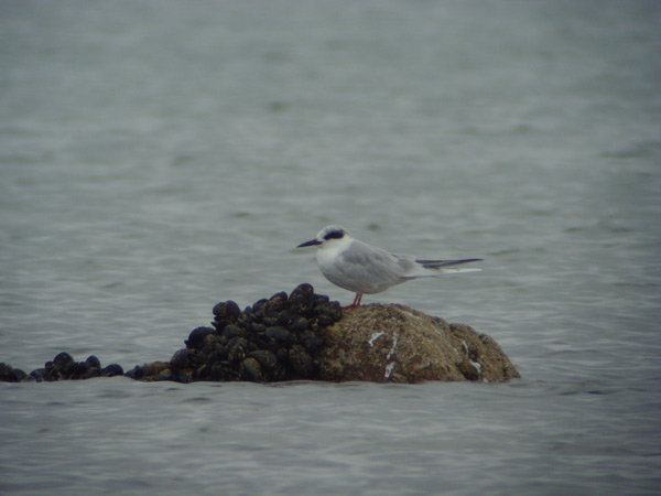 Forster's Tern