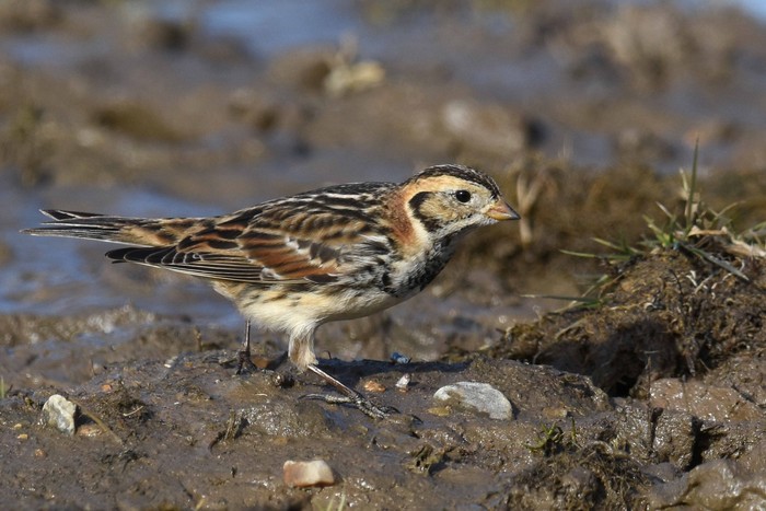 Lapland Bunting