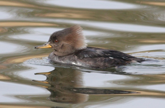 Hooded Merganser