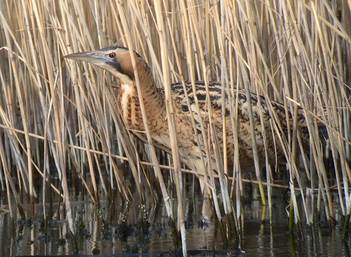 Bittern