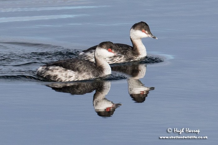 Slavonian Grebe