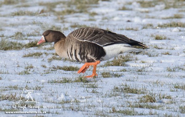 Eurasian White-fronted Goose
