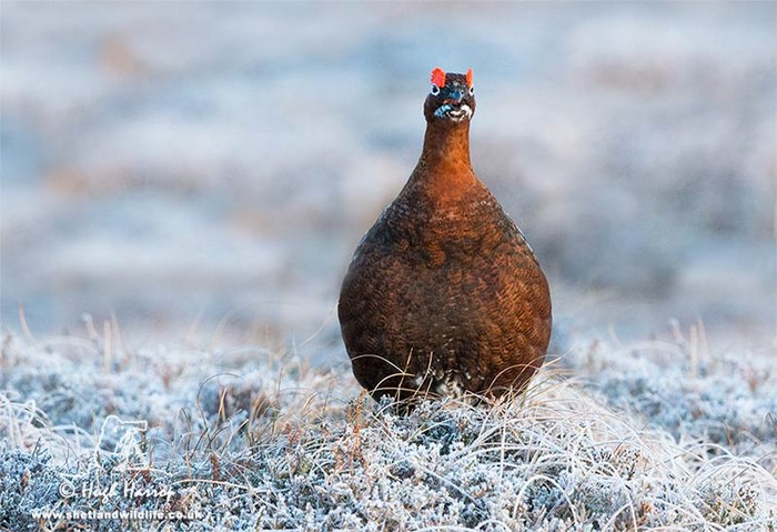 Red Grouse