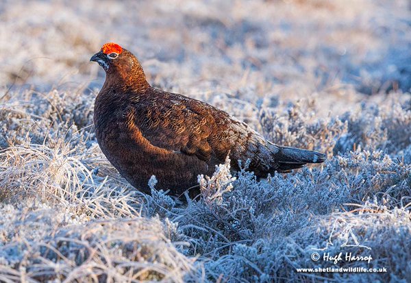 Red Grouse