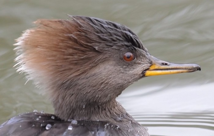 Hooded Merganser
