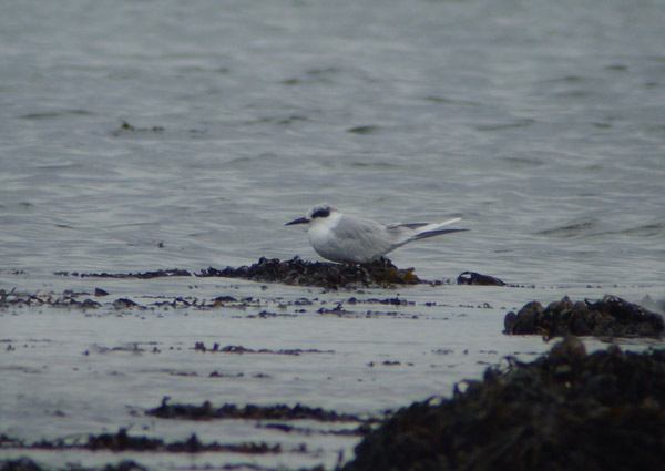Forster's Tern