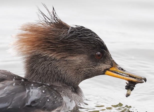 Hooded Merganser