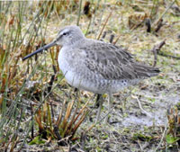 Long-billed Dowitcher