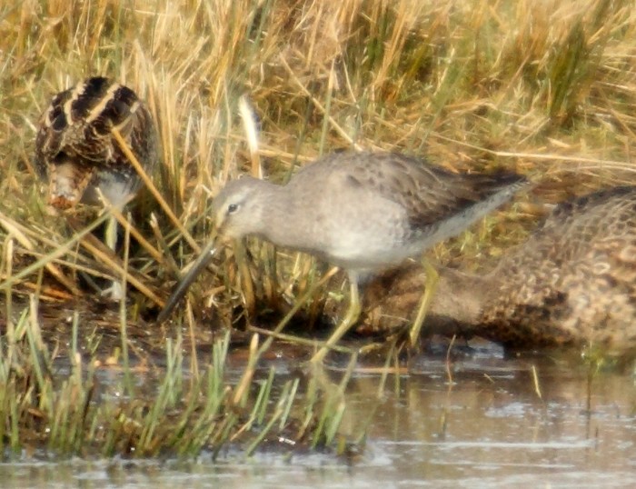 Long-billed Dowitcher