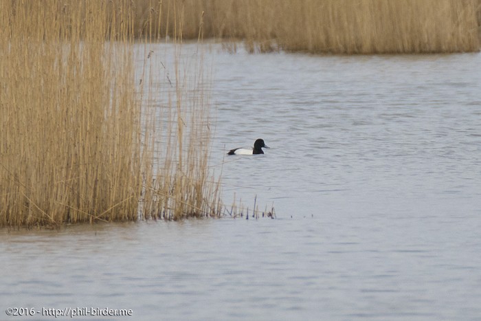 Scaup