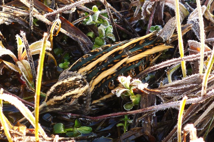 Jack Snipe