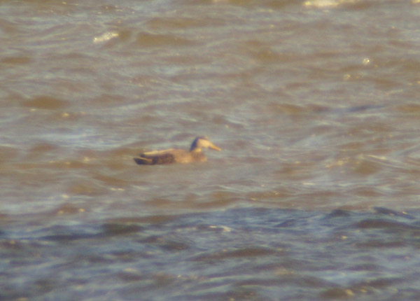 Black Duck