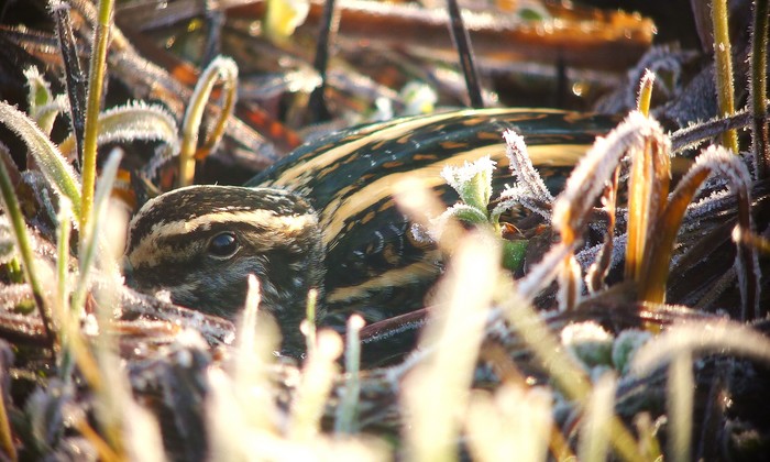 Jack Snipe
