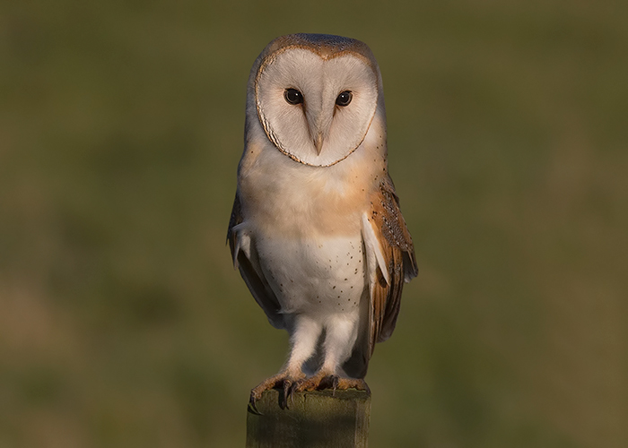 Barn Owl