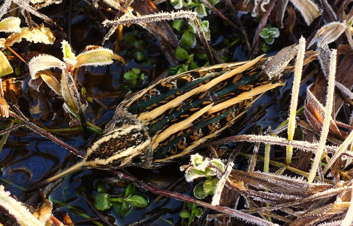 Jack Snipe