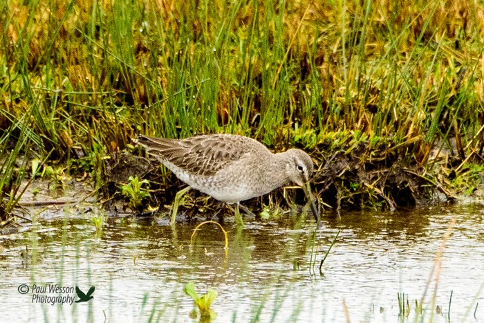 Long-billed Dowitcher