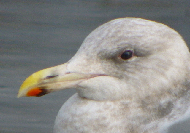 Glaucous-winged Gull