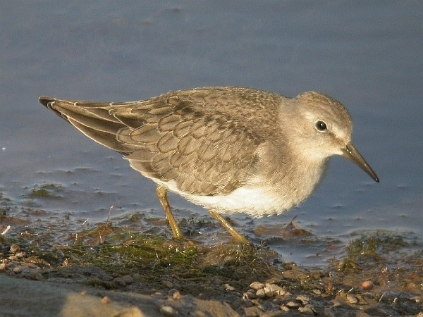 Temminck's Stint
