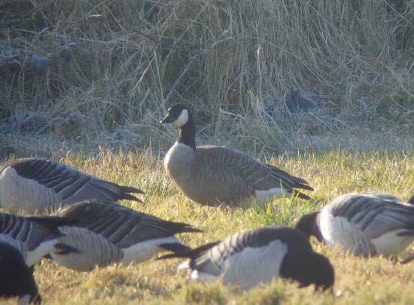 Richardson's Canada Goose