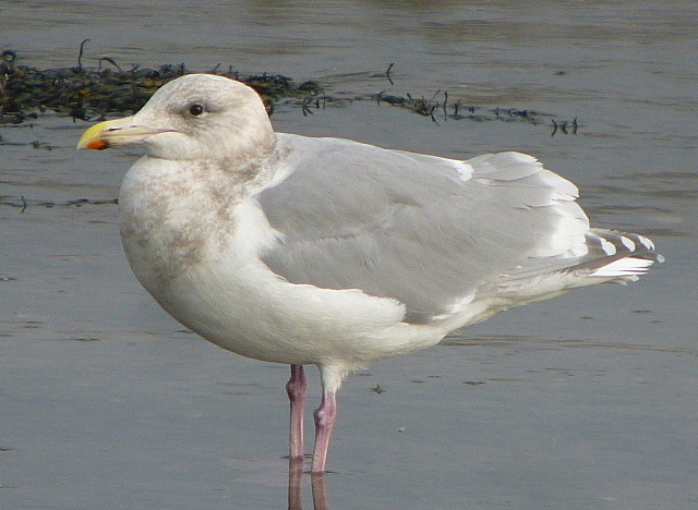 Glaucous-winged Gull