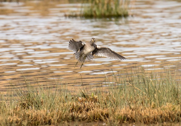 Long-billed Dowitcher