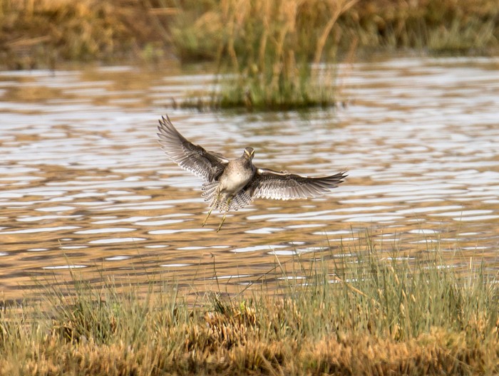 Long-billed Dowitcher