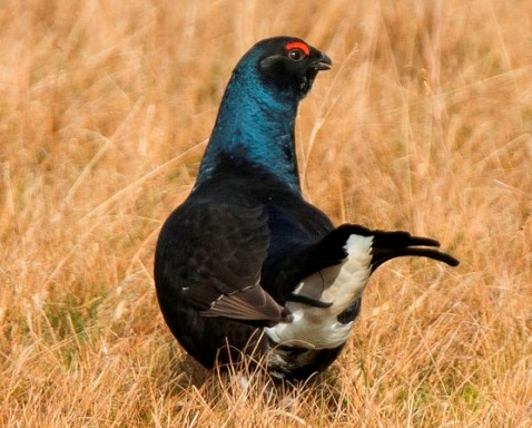 Black Grouse