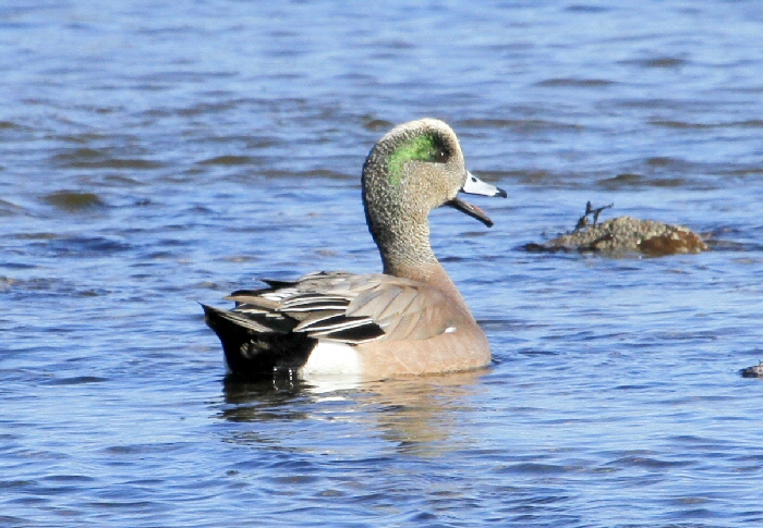American Wigeon