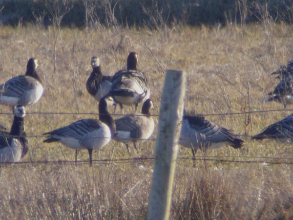 Richardson's Canada Goose