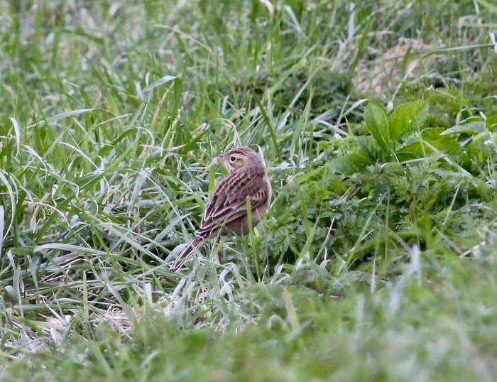 Richard's Pipit