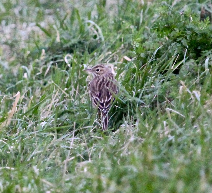 Richard's Pipit