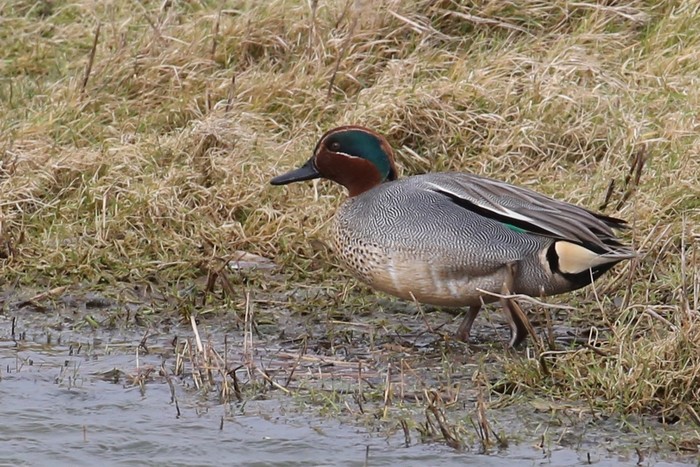 Teal