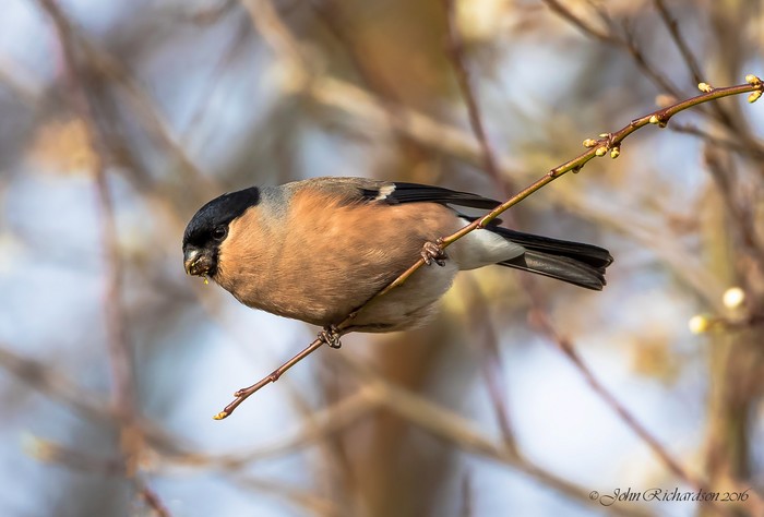 Bullfinch