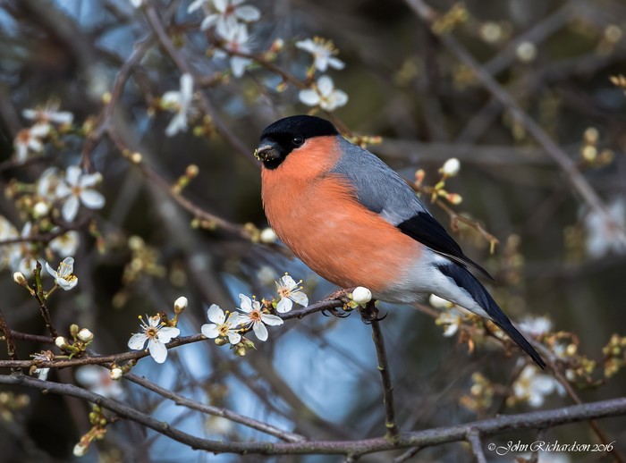 Bullfinch