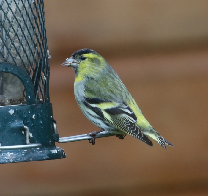 Siskin