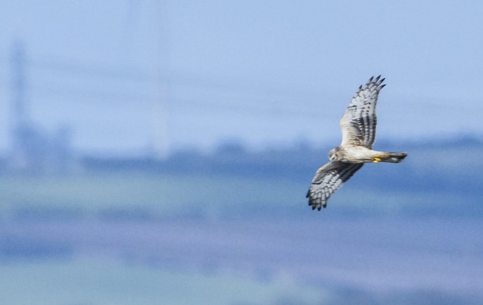 Hen Harrier