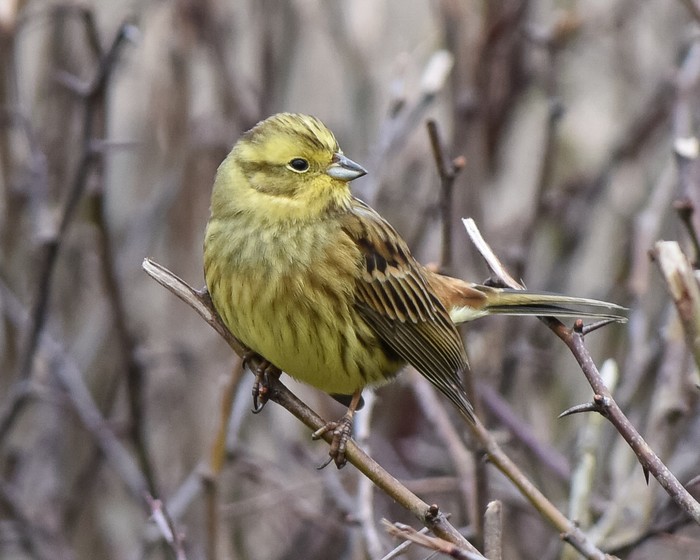 Yellowhammer