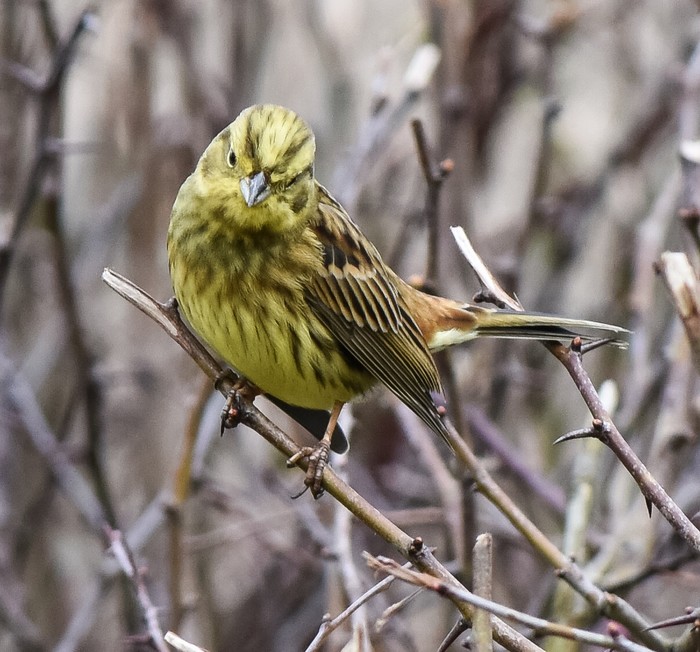 Yellowhammer