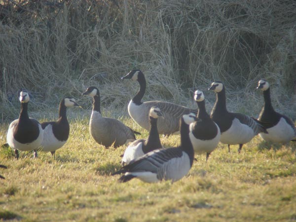 Richardson's Canada Goose