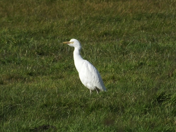 Cattle Egret