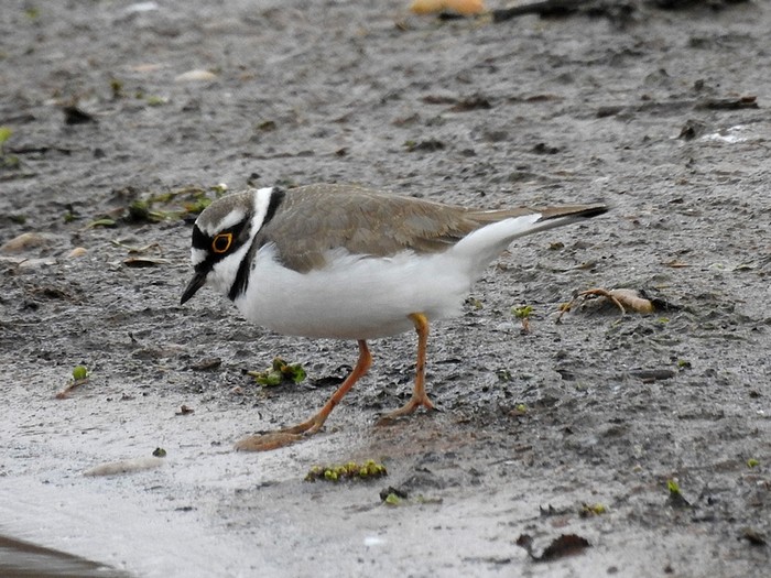 Little Ringed Plover