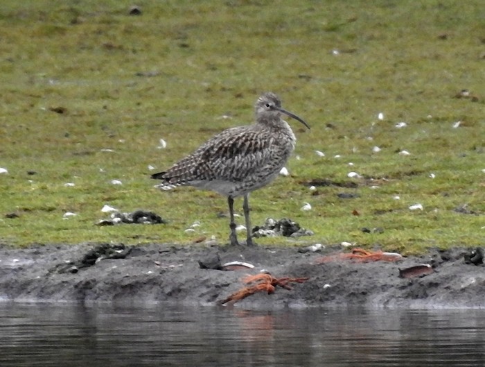 Curlew