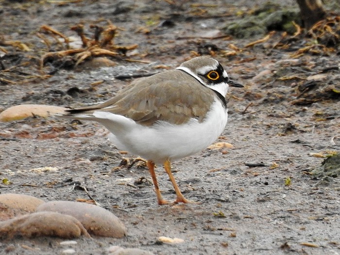Little Ringed Plover